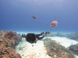 Toda persona que desee practicar buceo debe contar con un buen estado de salud. ESPECIAL