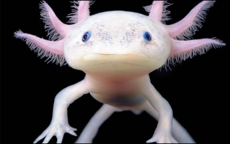 El ajolote mexicano, un animal único. ESPECIAL