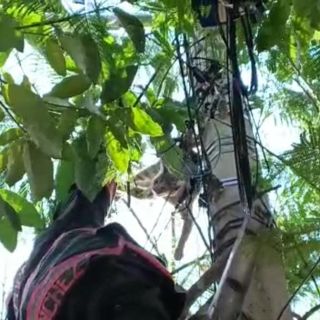 Bomberos de Zapopan desatoran a gato enredado y lo entregan a su dueña