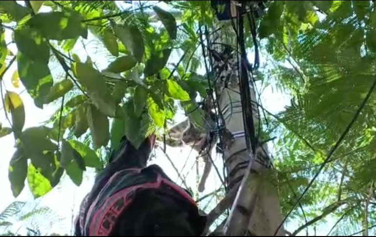 Bomberos de Zapopan ayudaron en el rescate de un gato. CORTESÍA