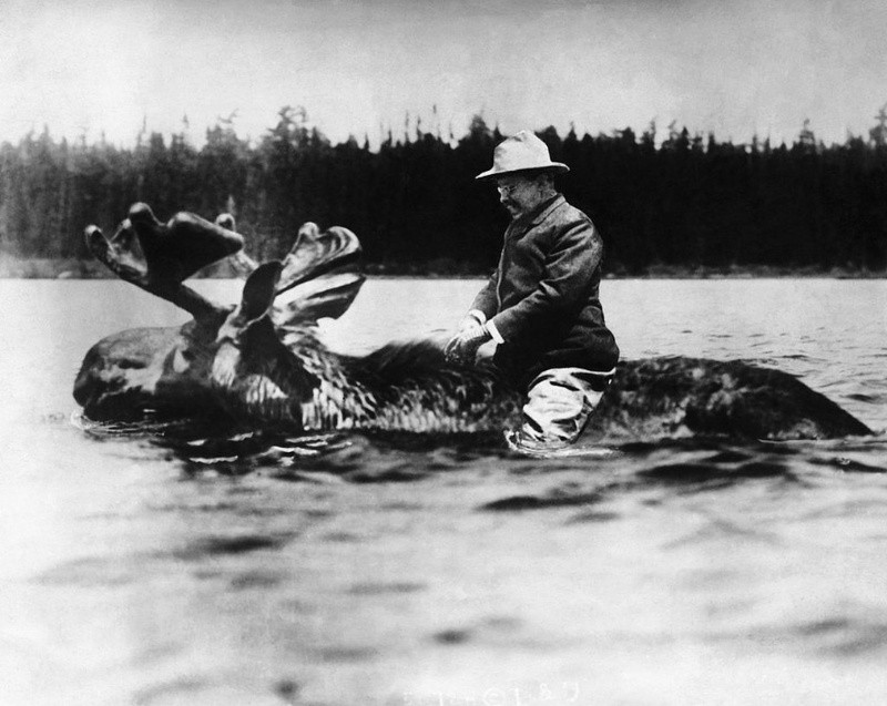 Teodoro Roosevelt, vigésimo sexto presidente de EE.UU., montado en un alce. GETTY IMAGES
