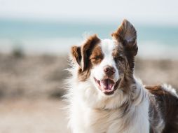 El CURP para mascotas llegó con la finalidad de concientizar a las personas sobre la importancia del cuidado animal. ESPECIAL/Foto de Pauline Loroy en Unsplash
