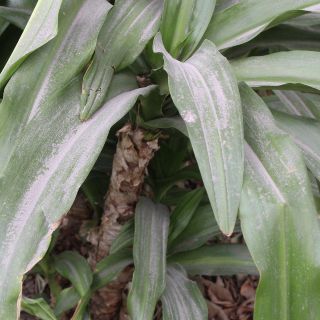 ¿Cómo cuido a mi mascota ante la caída de ceniza del Popocatépetl?