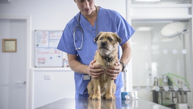 Es importante que lleves a tu mascota regularmente al veterinario. GETTY IMAGES
