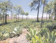 La lechuguilla crece entre las sombras de los árboles, rocas y desniveles en el horizonte de la sierra de Mixtlán. EL INFORMADOR/F. González