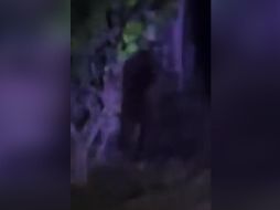 La alcaldía de Villa de Tezontepec puso a disposición el número de Protección Civil o el de emergencias, para atender los reportes en caso de que sea visto el gorila en las calles. TWITTER