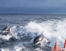Los ataques de orcas contra embarcaciones se han vuelto constantes en el estrecho de Gibraltar, entre Europa y África. ESPECIAL