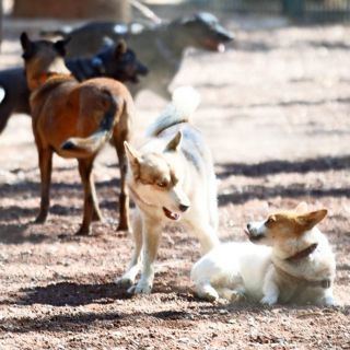 ¿Qué castigo enfrenta el hombre que arrojó a un perro a un cazo con aceite?