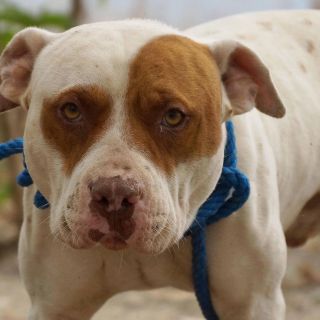 Hombre que lanzó a perro a un cazo con aceite hirviendo era policía