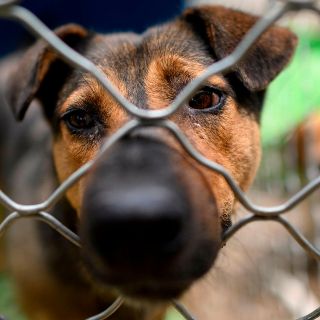 La historia detrás de “Scooby”, el perro que murió en el cazo con aceite
