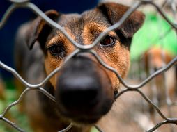 Roberto había adoptado a “Scooby” en un refugio de animales, recuerda su madre que lo rescataron de ser sacrificado por la dependencia y desde entonces es parte de su familia. AFP / ARCHIVO