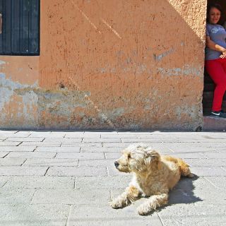 "Todo fue mi culpa", dice niño tras muerte de su perro "Scooby"
