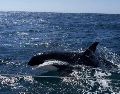 Las orcas han ocasionado distintos accidentes en Gibraltar. ESPECIAL