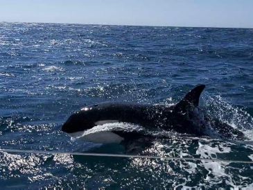 Las orcas han ocasionado distintos accidentes en Gibraltar. ESPECIAL