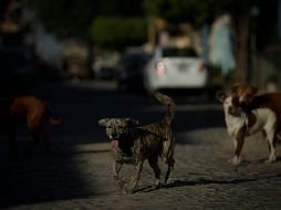 Pasado el mediodía de hoy, la fiscalía mexiquense obtuvo una segunda orden de aprehensión contra Sergio, expolicía capitalino, que aventó al perro “Scooby”, a un cazo con aceite hirviendo. EL INFORMADOR / ARCHIVO