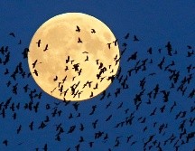 Diversos fenómenos astronómicos sucederán durante el mes de junio. AP/ ARCHIVO