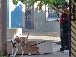 No olvides las recomendaciones sobre el cuidado de tu mascota en esta temporada de calor. ARCHIVO/INF