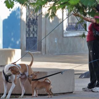 Clima: Ante calor insoportable, llaman a proteger así a las mascotas