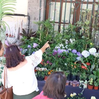 Visita la “Muestra Mexicana de Orquídeas” en el Centro Histórico de Guadalajara