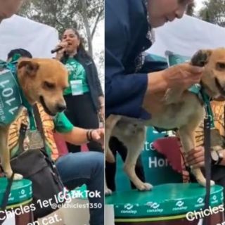 ¡Viral! 'El Chicles', perro corredor que ganó su primer maratón de 5 kilómetros