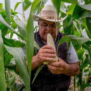 México y EU discuten sobre maíz transgénico