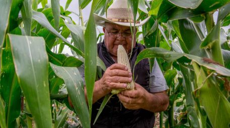 El Gobierno de México a través de la Cofepris está en la posibilidad de autorizar nuevas semillas de maíz biotecnológico y evaluar negociaciones previas. NOTIMEX/Archivo