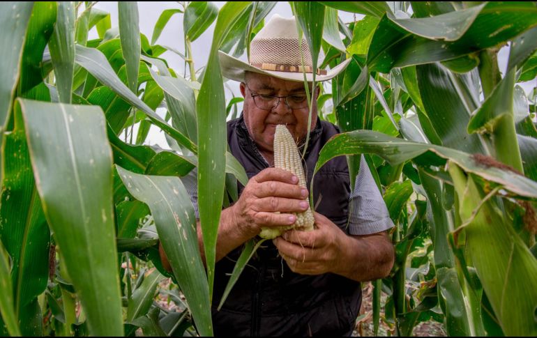 El Gobierno de México a través de la Cofepris está en la posibilidad de autorizar nuevas semillas de maíz biotecnológico y evaluar negociaciones previas. NOTIMEX/Archivo