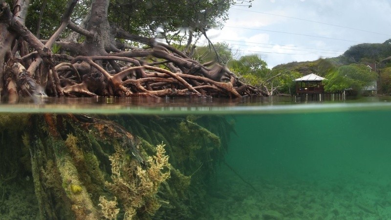 Ecuador tiene algo más de 157.000 hectáreas de manglares, que nutren, entre otros, a peces, berberechos, moluscos y cangrejos, esenciales para la subsistencia de gran parte de la población costera. GETTY IMAGES