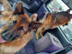 Perrito ayuda a su compañera ciega a caminar a un lado de la carretera. ESPECIAL/ FACEBOOK: Alejandro A. Martinez