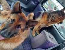 Perrito ayuda a su compañera ciega a caminar a un lado de la carretera. ESPECIAL/ FACEBOOK: Alejandro A. Martinez