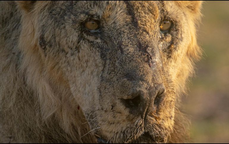 Asesinato de leones destaca el conflicto entre humanos y vida silvestre en África. AP/J. Briggs