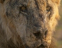 Asesinato de leones destaca el conflicto entre humanos y vida silvestre en África. AP/J. Briggs