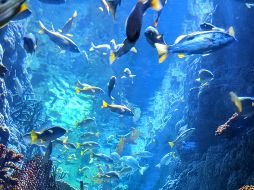 Apenas el 10% de los océanos ha sido explorado y menos del 20% cartografiado, dijo la presidenta de la Fundación Príncipe Alberto II de Mónaco, en España. ESPECIAL/Unsplash