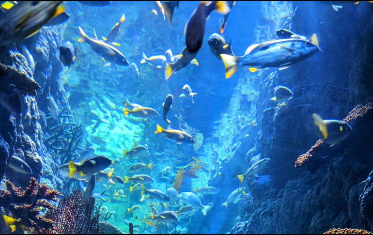 Apenas el 10% de los océanos ha sido explorado y menos del 20% cartografiado, dijo la presidenta de la Fundación Príncipe Alberto II de Mónaco, en España. ESPECIAL/Unsplash