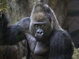 Especialistas de Semarnat y Profepa implementaron un operativo; sin embargo, no se encontró ningún rastro del presunto gorila. ESPECIAL/Foto de Greg Gollin en Unsplash