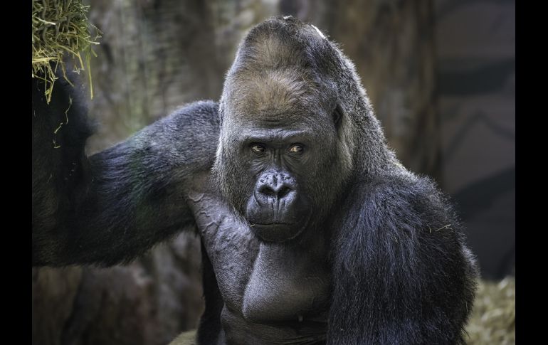 Especialistas de Semarnat y Profepa implementaron un operativo; sin embargo, no se encontró ningún rastro del presunto gorila. ESPECIAL/Foto de Greg Gollin en Unsplash