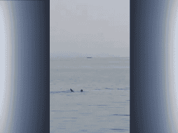 Las imágenes son terroríficas. En el video se muestra cómo el hombre manotea, en medio del mar, mientras resiste los embates del tiburón. ESPECIAL