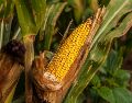 En 2020, el Gobierno de México publicó una prohibición al uso, producción, distribución y comercialización de maíz transgénico, pero este año modificó y sólo prohibió el uso del para consumo humano. EL INFORMADOR / ARCHIVO