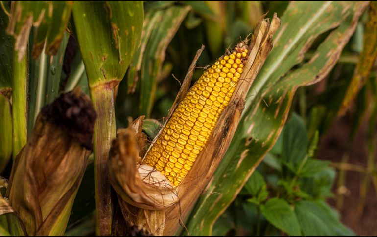 En 2020, el Gobierno de México publicó una prohibición al uso, producción, distribución y comercialización de maíz transgénico, pero este año modificó y sólo prohibió el uso del para consumo humano. EL INFORMADOR / ARCHIVO