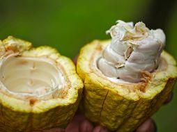 ESPECIAL / Foto de Kristiana Pinne en Unsplash