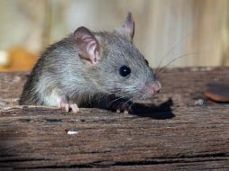Autoridades francesas están formando un comité para estudiar si humanos y ratas pueden vivir juntos. ESPECIAL/Foto de Joshua J. Cotten en Unsplash