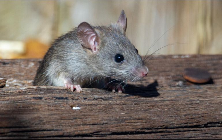 Autoridades francesas están formando un comité para estudiar si humanos y ratas pueden vivir juntos. ESPECIAL/Foto de Joshua J. Cotten en Unsplash
