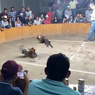 Asesinan a tres en balacera ocurrida en palenque clandestino (VIDEO)