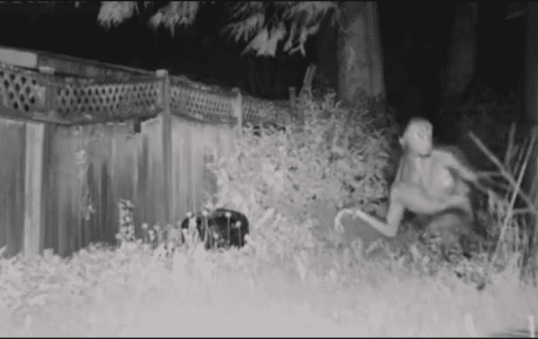 Real o no, las imágenes son perturbadoras. ESPECIAL