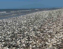 Los bajos niveles de oxígeno disuelto en el agua complicaron la respiración de los peces. ESPECIAL