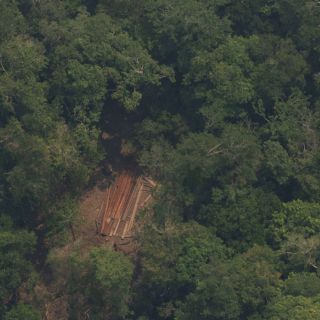 Cómo es la selva colombiana donde tres niños estuvieron perdidos 40 días
