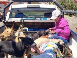 Más de diez perritos fueron rescatados de la escena de pesadila. FACEBOOK/Gobierno de Tala