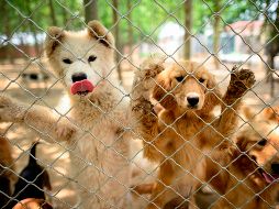Hay que mantenerse atento para que los lomitos no sufran el temido golpe de calor. AFP / ARCHIVO