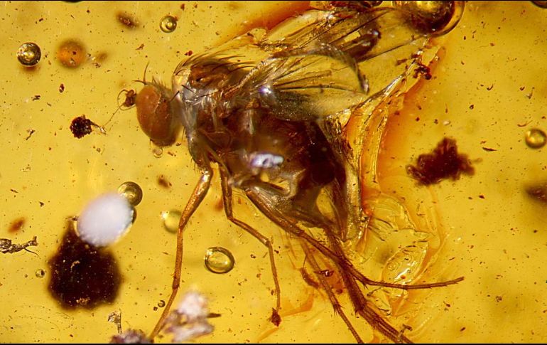 La clave es el receptor de serotonina 5-HT2A localizado en estas neuronas. ARCHIVO/EFE