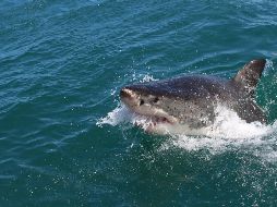 El tiburón murió durante una redada de pescadores tras el ataque. ESPECIAL/Unsplash